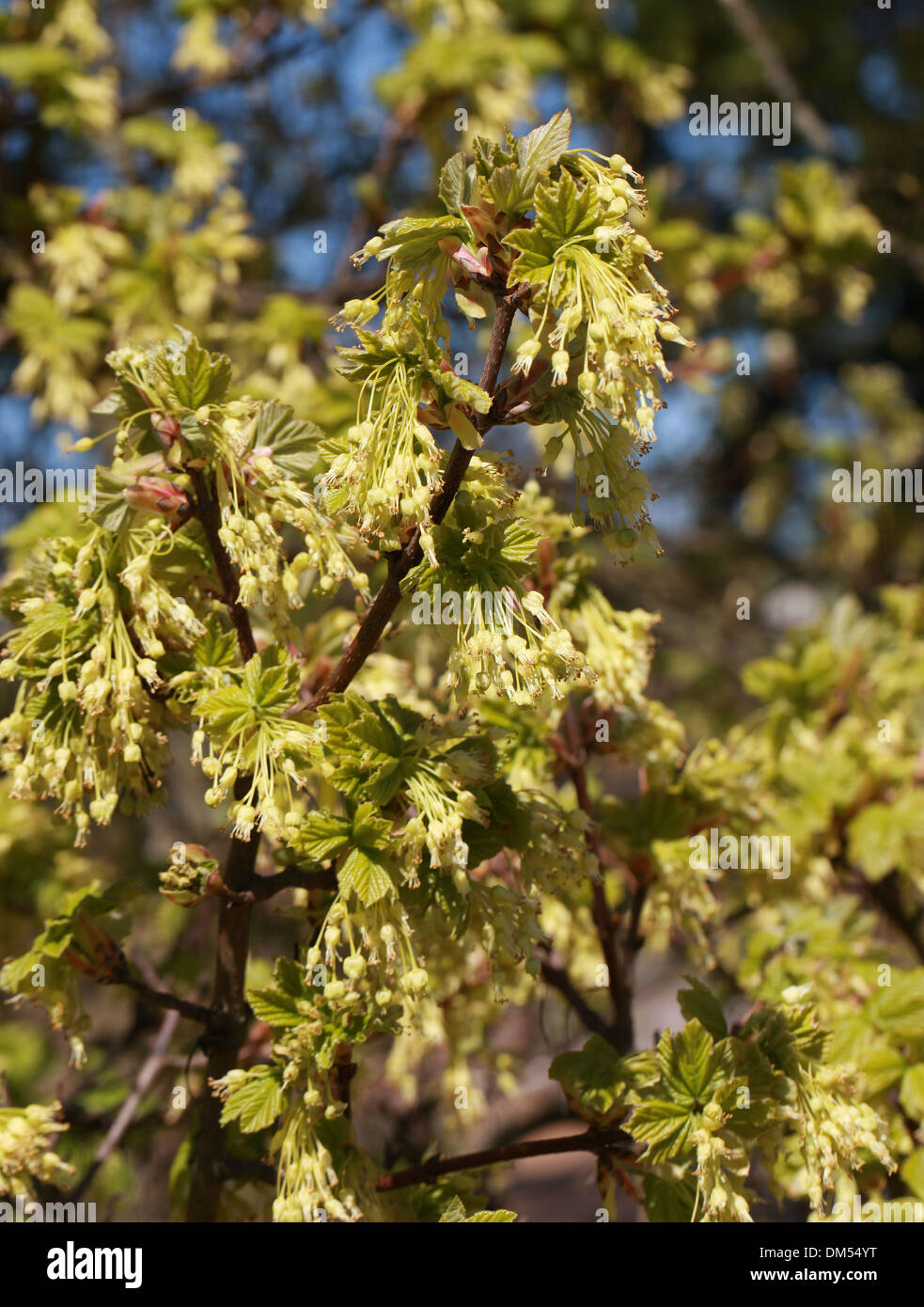 Italienischer Ahorn Baum Blumen, Acer Obtusatum, Sapindaceae (Aceraceae). Stockfoto