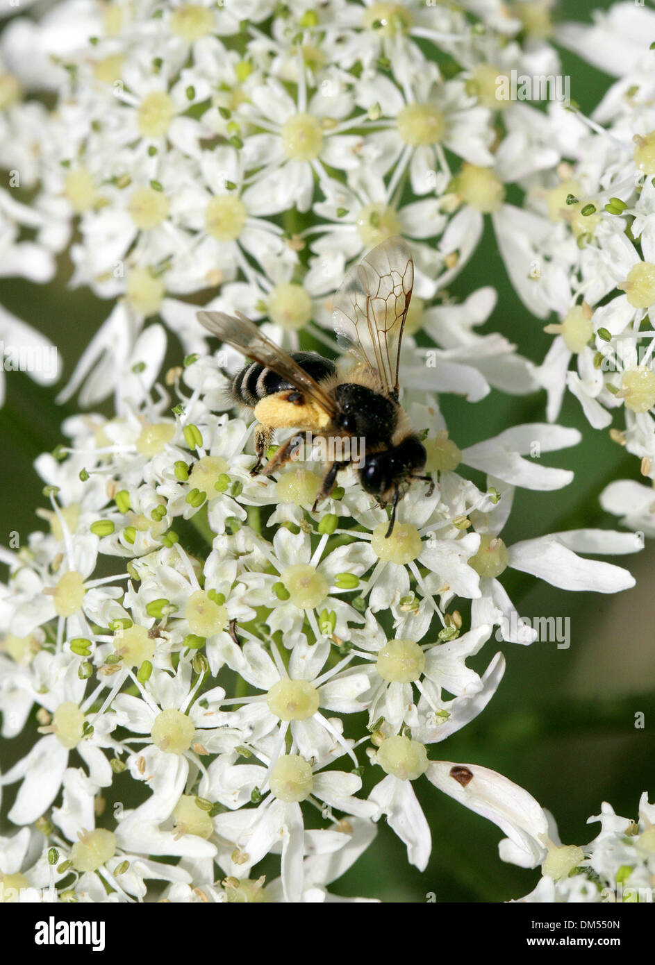 Davies' Mining Bee, Colletes Daviesanus, Colletinae, Apoidea, Taillenwespen, Hymenoptera. Sammeln von Pollen aus Bärenklau. Stockfoto