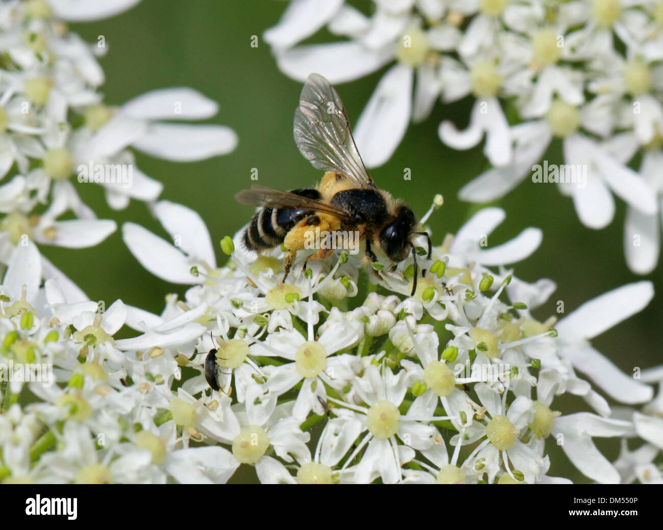 Davies' Mining Bee, Colletes Daviesanus, Colletinae, Apoidea, Taillenwespen, Hymenoptera. Sammeln von Pollen aus Bärenklau. Stockfoto