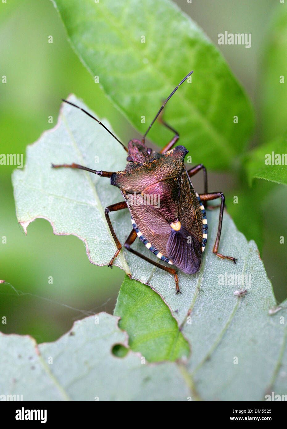 Wald-Shieldbug, Pentatoma Art, Pentatomidae, Hemiptera. Erwachsenen Insekt. Stockfoto