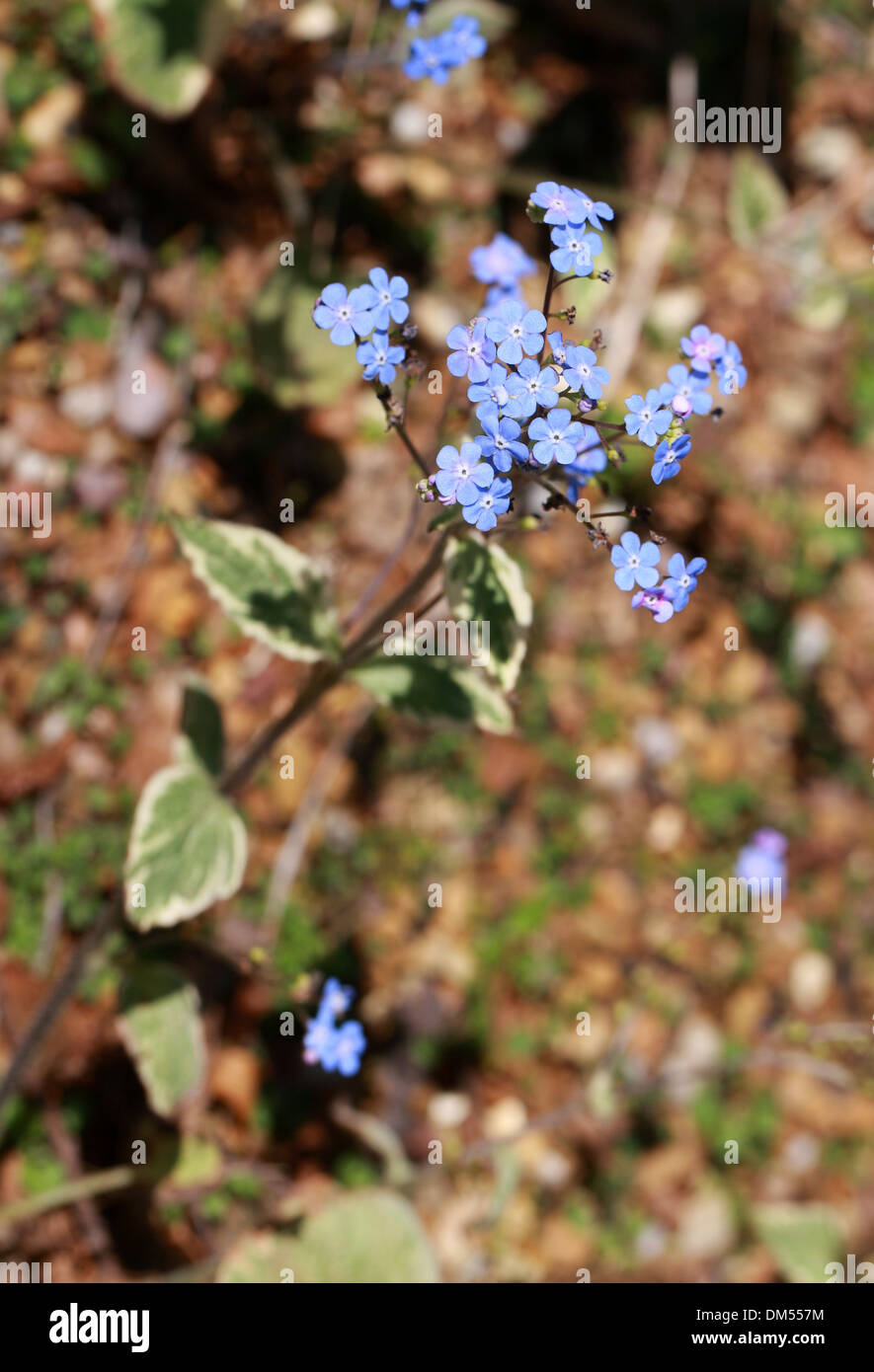 Sibirische Bugloss, Brunnera Macrophylla 'Hadspen Cream', Boraginaceae. Stockfoto