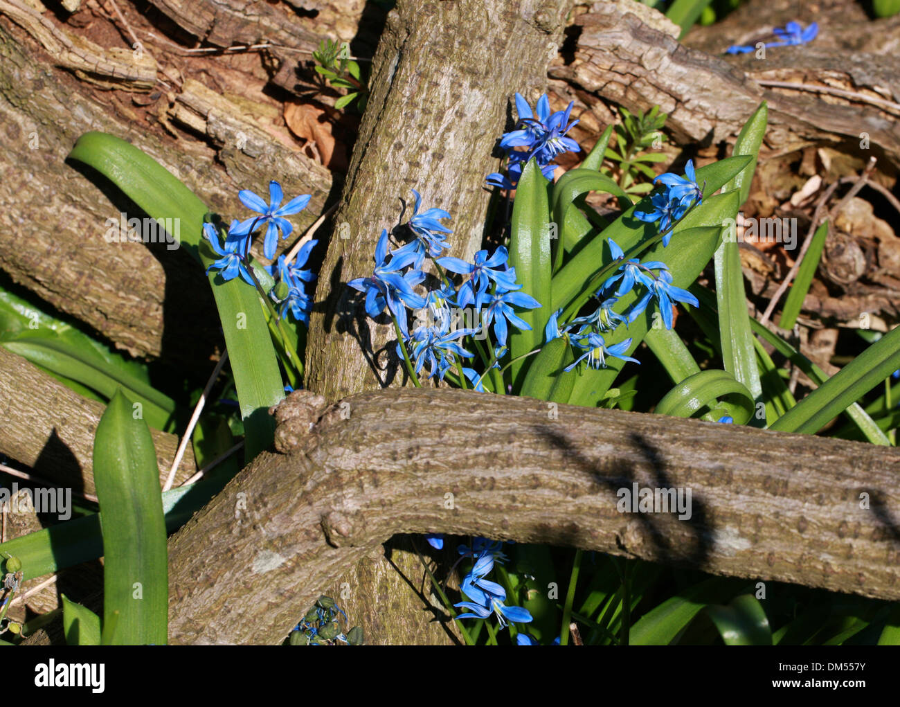 Sibirischer Blaustern, Scilla Siberica, Hyacinthaceae. Stockfoto