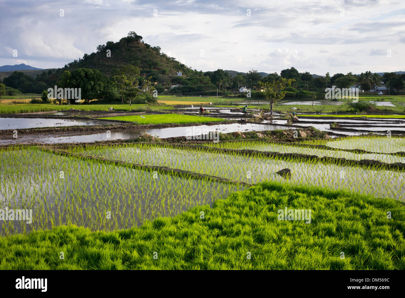 Reisfelder vorbereitet und in der indischen Landschaft gepflanzt werden. Andhra Pradesh, Indien Stockfoto