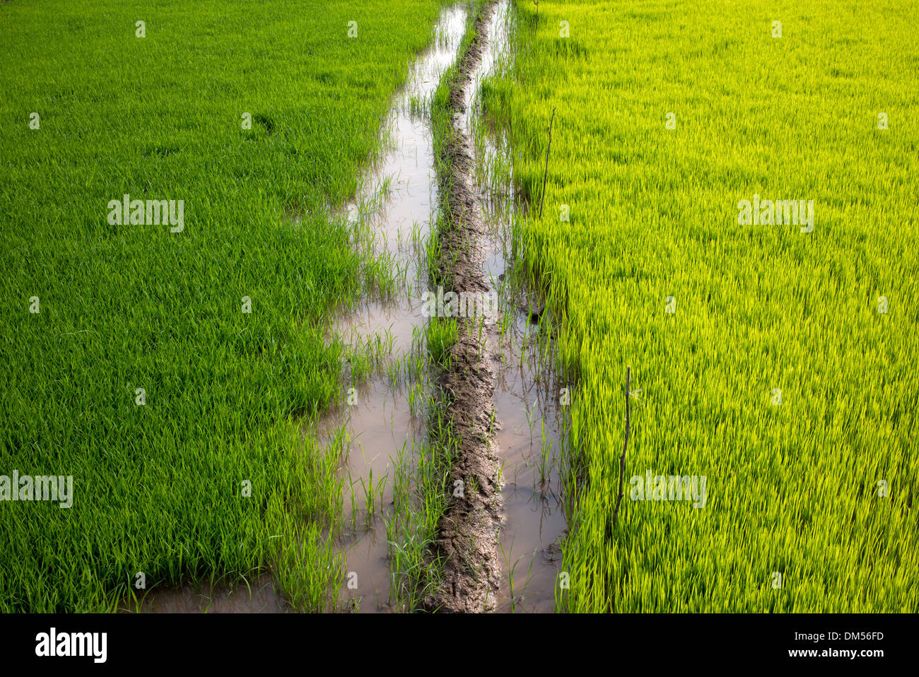 Reisfelder. Andhra Pradesh, Indien Stockfoto