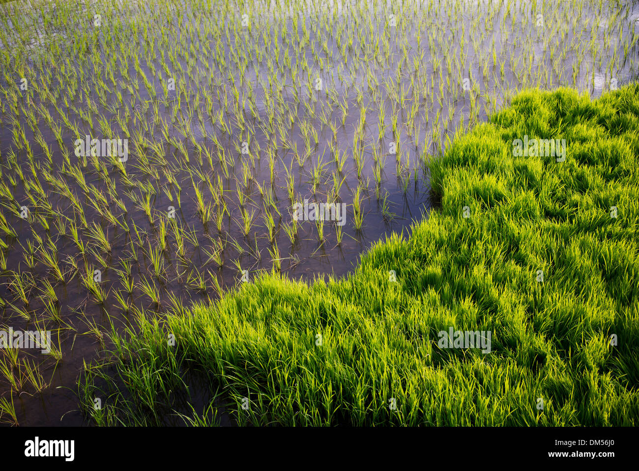 Neu gepflanzte Reisfelder. Andhra Pradesh, Indien Stockfoto