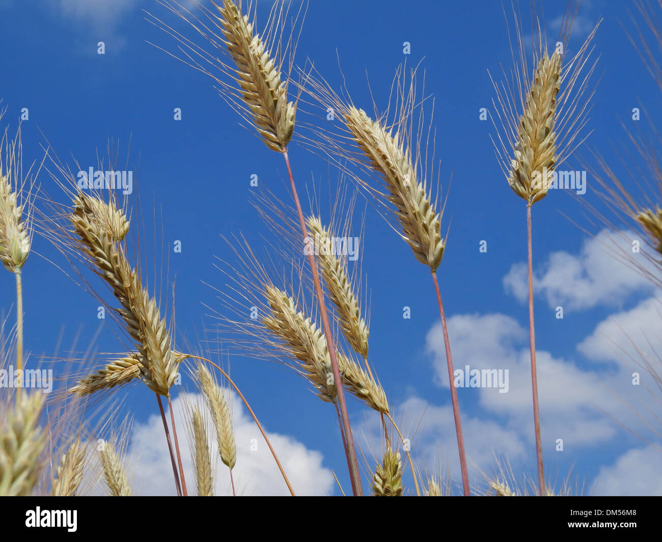Getreide, Roggen, Landwirtschaft, Landwirtschaft, Getreidefeld, Himmel, blau, Wolken, Ohren Stockfoto