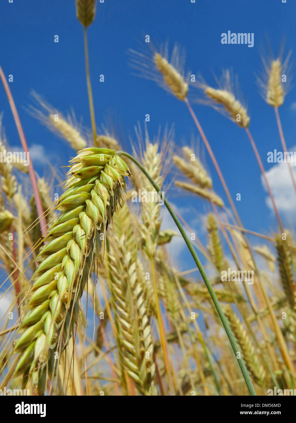Getreide, Roggen, Landwirtschaft, Landwirtschaft, Getreidefeld, Himmel, blau, Wolken, Ohren Stockfoto
