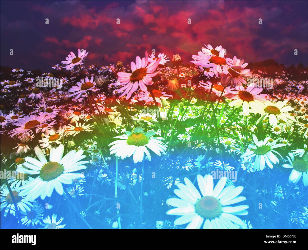 Blumen, Wiese, Blumenwiese, ökologisch, Margeriten, Landwirtschaft, Blüten, blüht, entfremdet, Konzepte, rot, blau Stockfoto