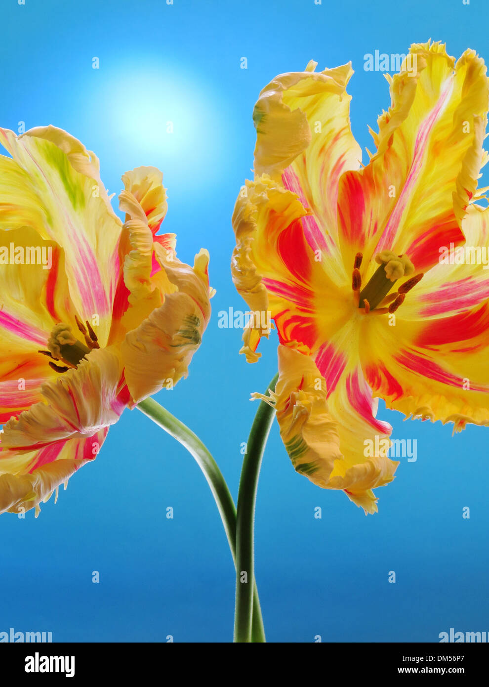 Pflanzen, Blumen, Tulpen, Blüten, blüht, zwei, gelb, rot, hellblau, Blütenblätter, Tulpenkelch Stockfoto