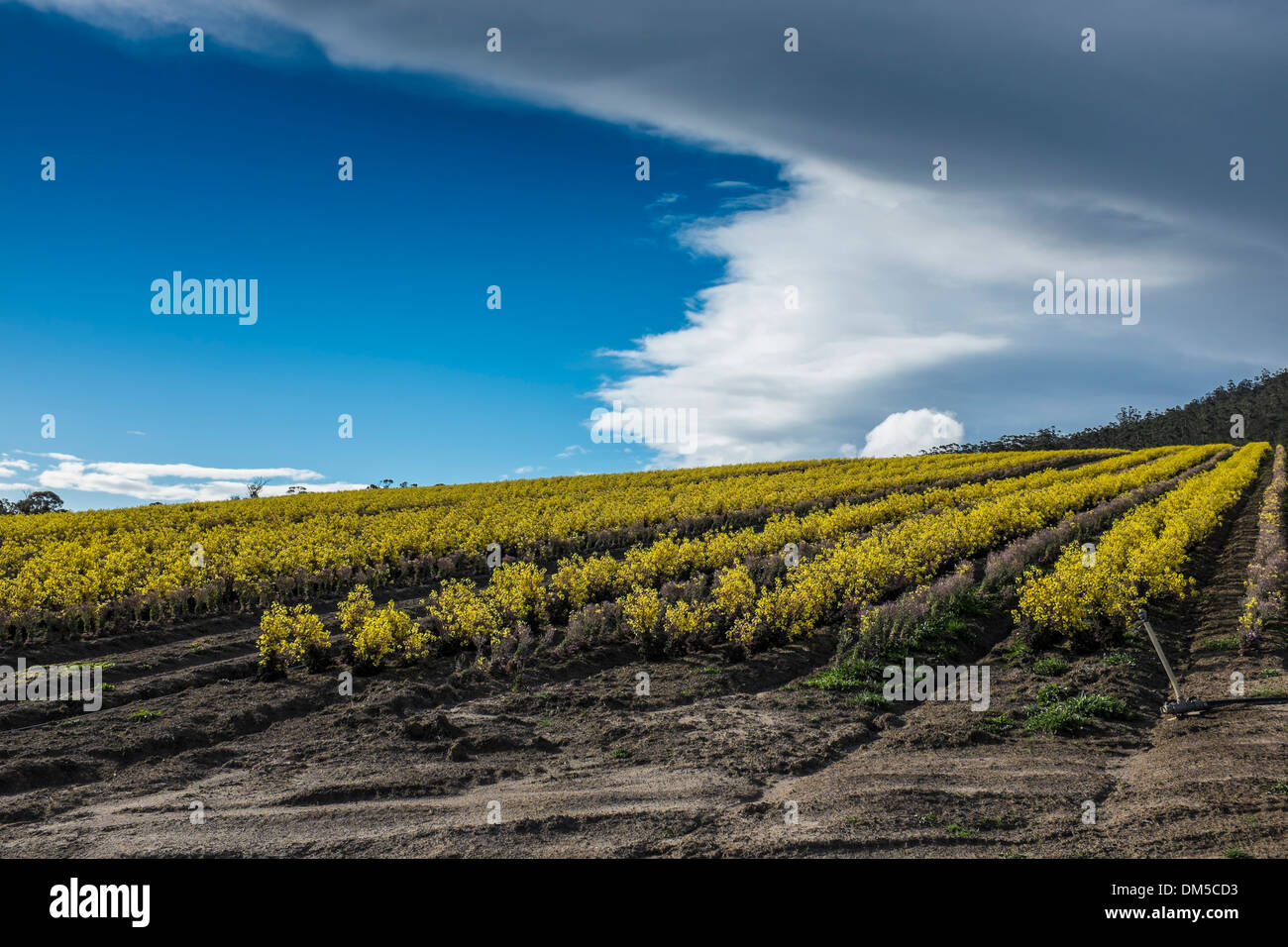 Grünkohl-Pflanzen in Blüte angebaut für die Saatgutproduktion in Tasmanien Stockfoto