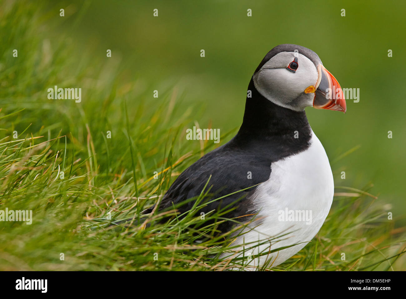 Papageitaucher (Fratercula Arctica), Mykines Island, Färöer Inseln Stockfoto