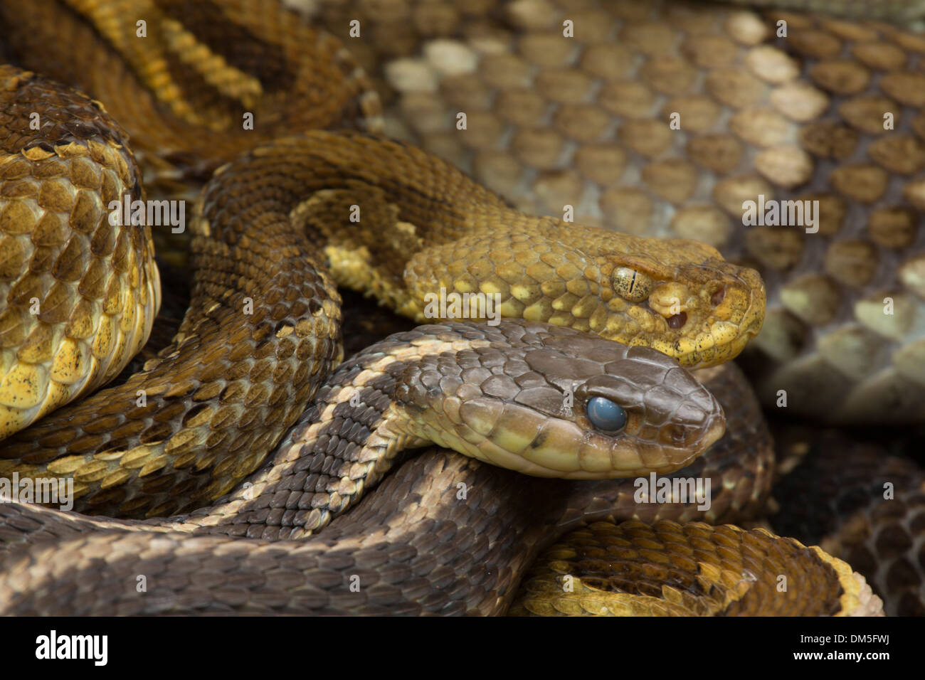 Holz-Klapperschlangen, Crotalus Horridus und gemeinsame Strumpfband-Schlange, Thamnophis Sirtalis, trächtige Weibchen versammelten sich am Rookery Standort Stockfoto