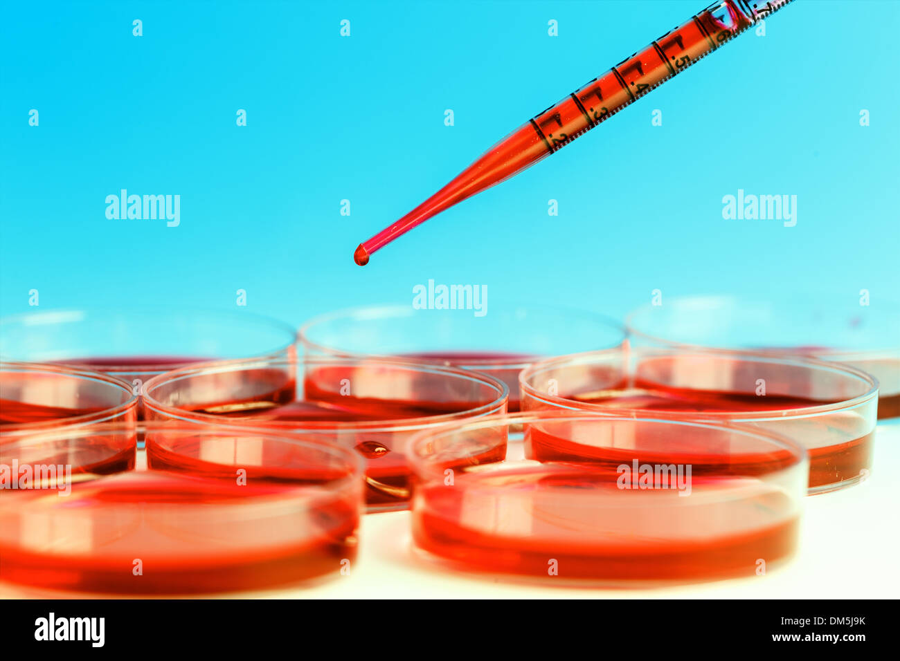 Pipette und Petrischale Stockfoto