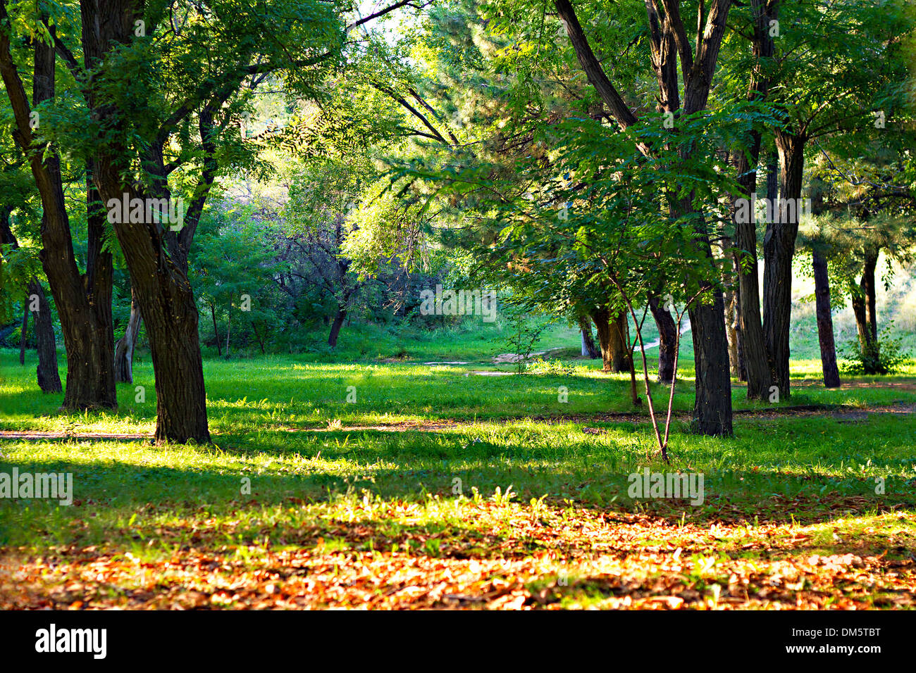 Lichtung im Herbst Park von der Sonne beleuchtet Stockfoto