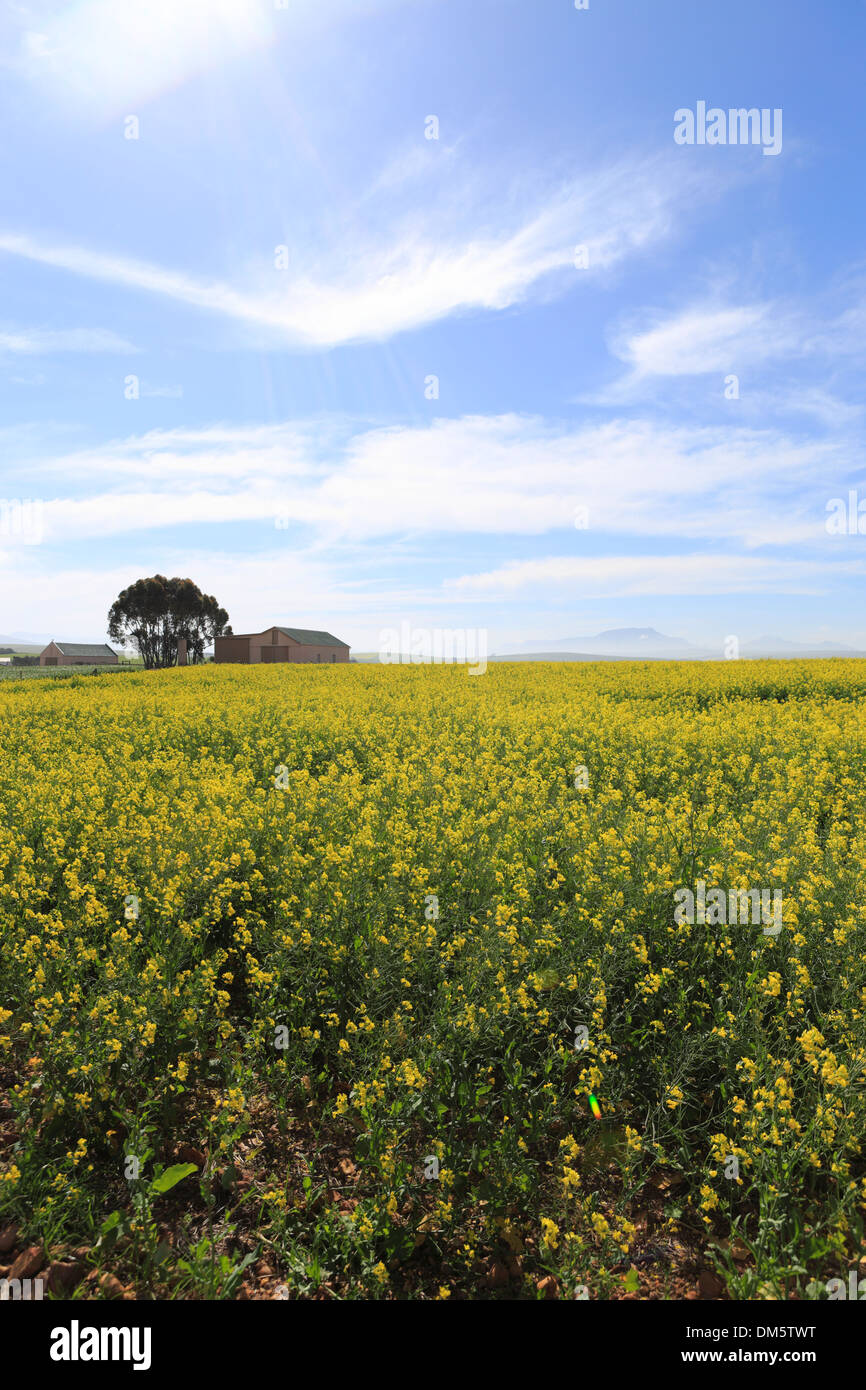 Raps-Felder auf der Autobahn N2 Stockfoto