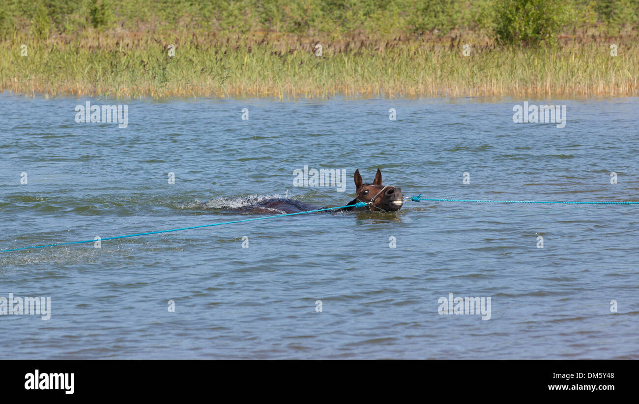 Braune warmblütigen Pferd Traber ist im Sommer in einem Teich schwimmen. Stockfoto