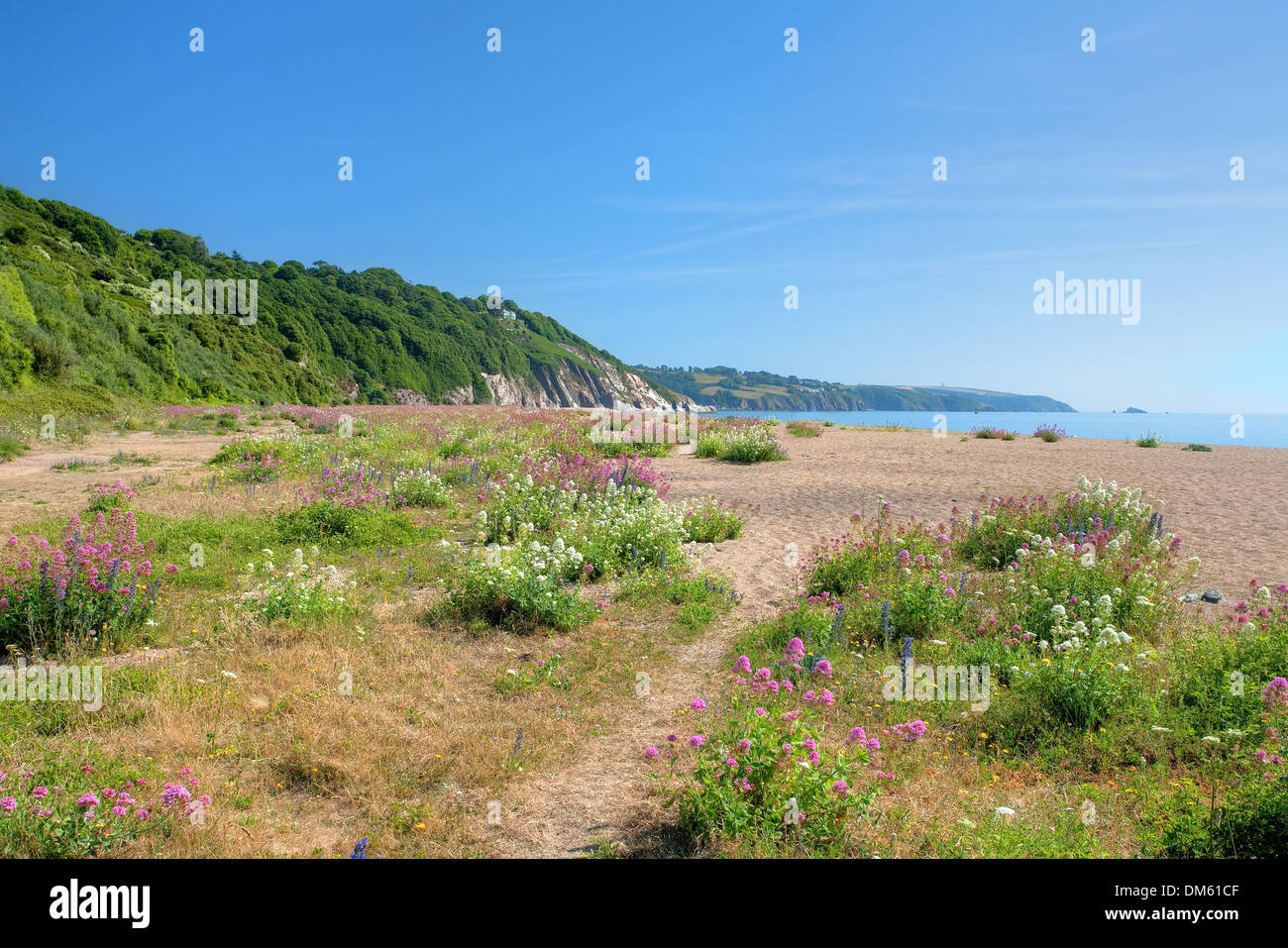 Hübschen Wildblumen auf Slapton Sands im Frühling, Devon, England. Stockfoto