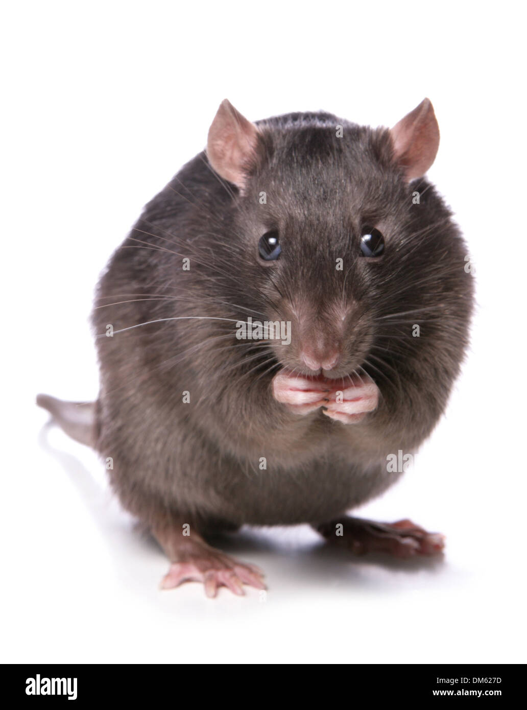 Ausgefallene Ratte, Haustier Ratte (Rattus Norvegicus Forma Domestica), Essen. Studio Bild vor einem weißen Hintergrund Stockfoto