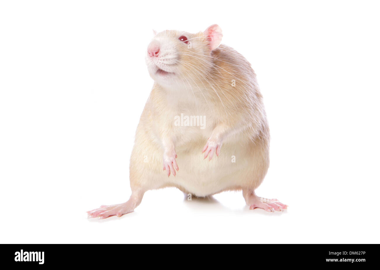 Lust auf Ratte, Haustier Ratte (Rattus Norvegicus Forma Domestica), Albino. Studio Bild vor einem weißen Hintergrund Stockfoto