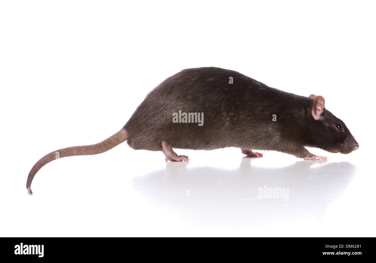 Ausgefallene Ratte, Haustier Ratte (Rattus Norvegicus Forma Domestica), Erwachsener zu Fuß. Studio Bild vor einem weißen Hintergrund Stockfoto