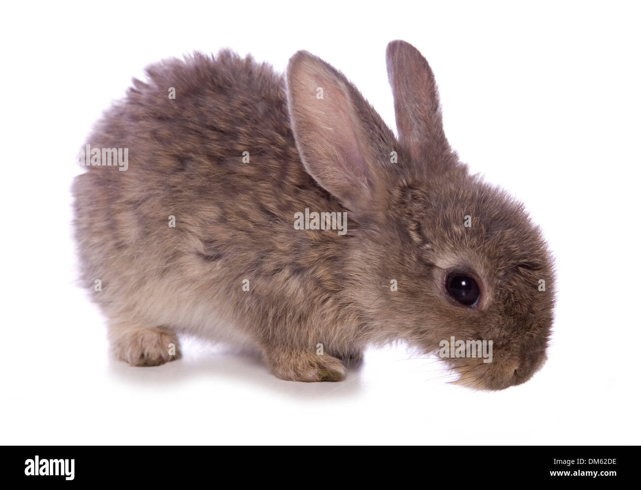 Hauskaninchen. Brauner Hase (4 Wochen alt). Studio Bild vor einem weißen Hintergrund Stockfoto