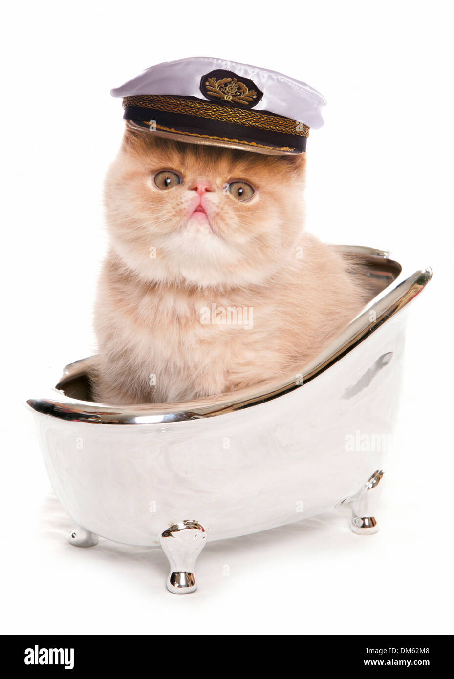 Exotische Kurzhaarkatze. Kätzchen mit Kapitäne Hut in eine silberne Badewanne. Studio Bild vor einem weißen Hintergrund Stockfoto