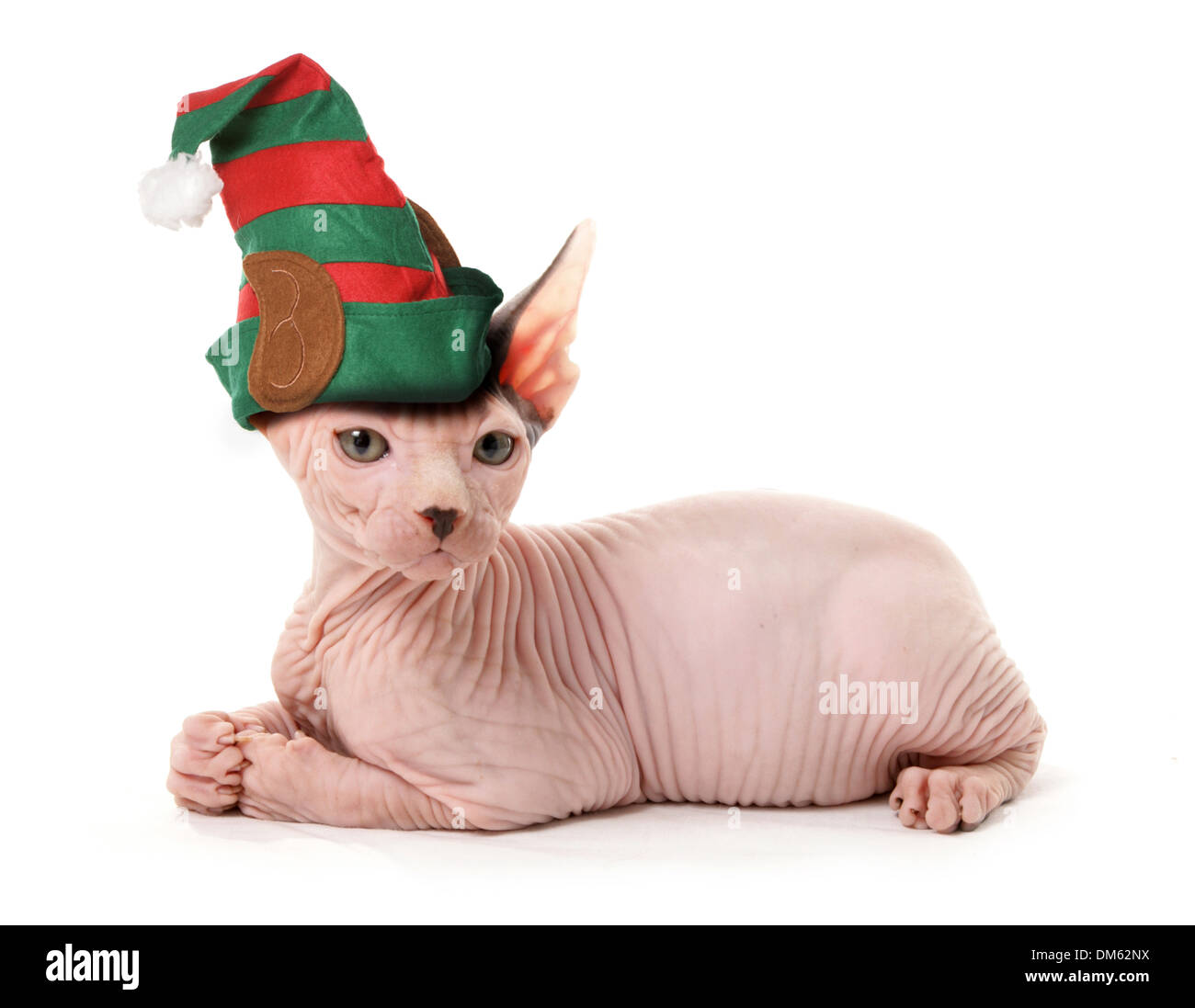 Sphynx Katze tragen Elf Mütze. Studio Bild vor einem weißen Hintergrund Stockfoto
