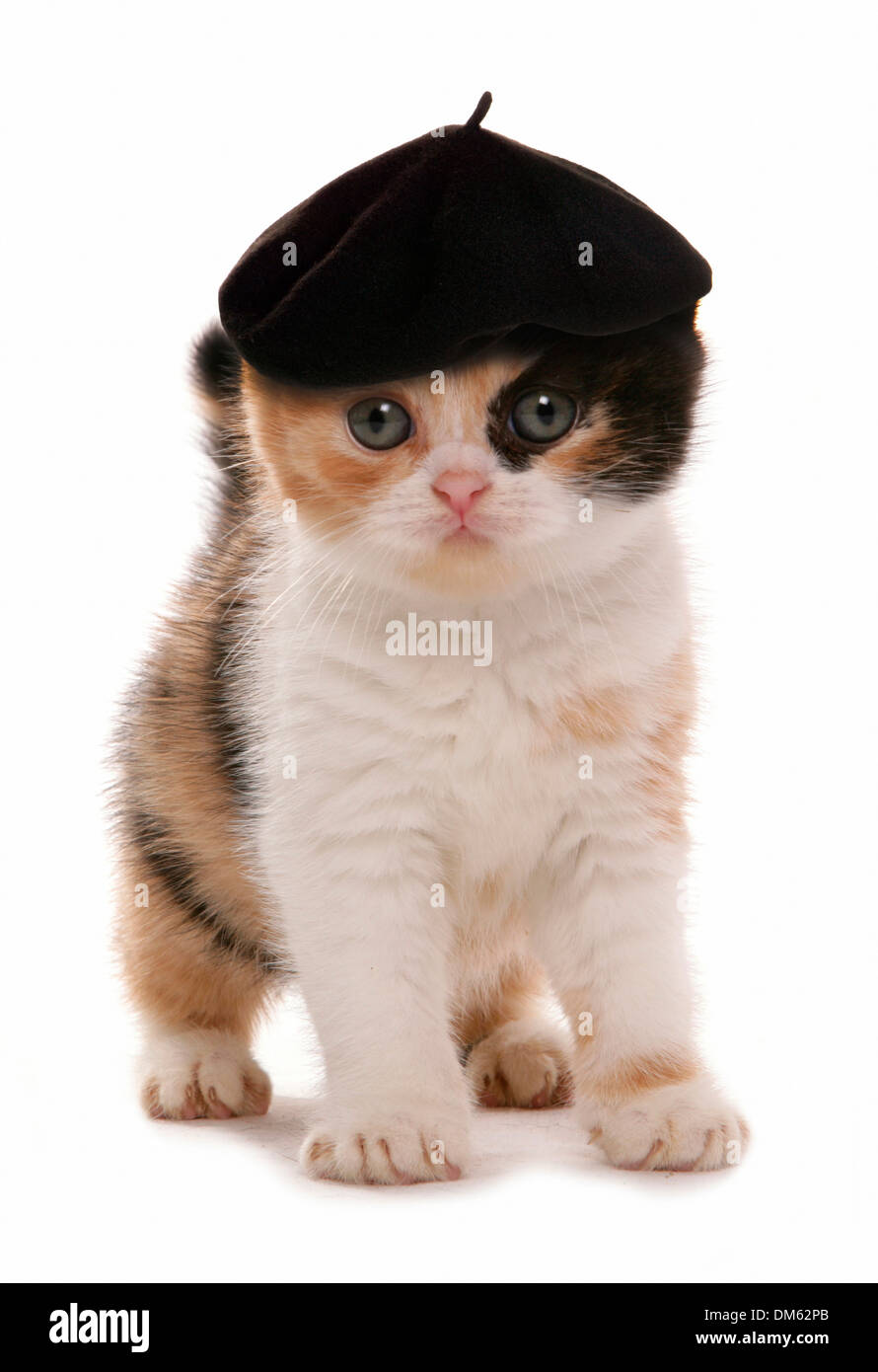 Scottish Fold Katze. Kätzchen tragen baskischen Stil Baret. Studio Bild vor einem weißen Hintergrund Stockfoto