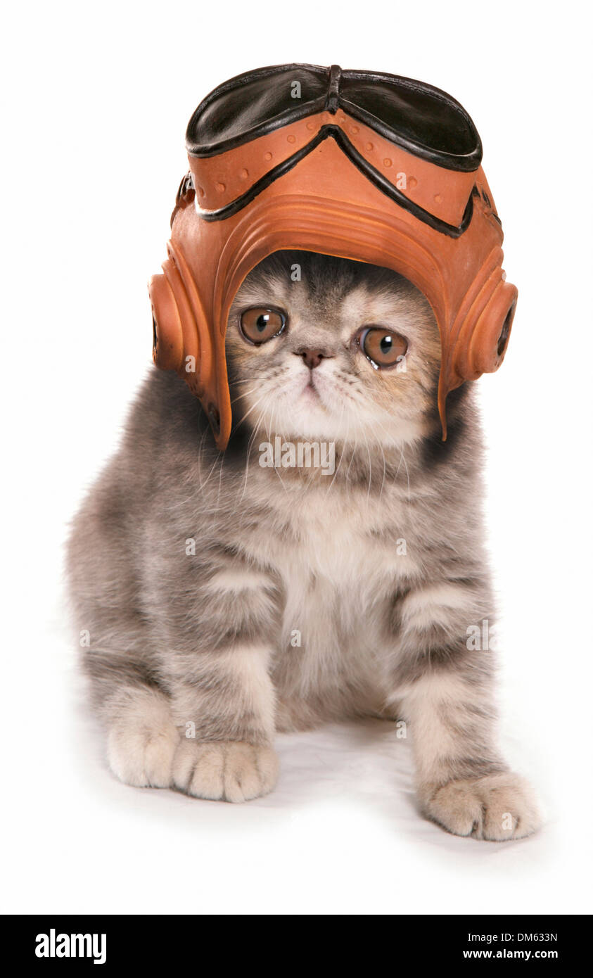 Hauskatze. Silber Tabby exotic Shorthair Kitten tragen Vintage raf Helm und Brillen. Studio Bild gegen eine weiße backgr Stockfoto