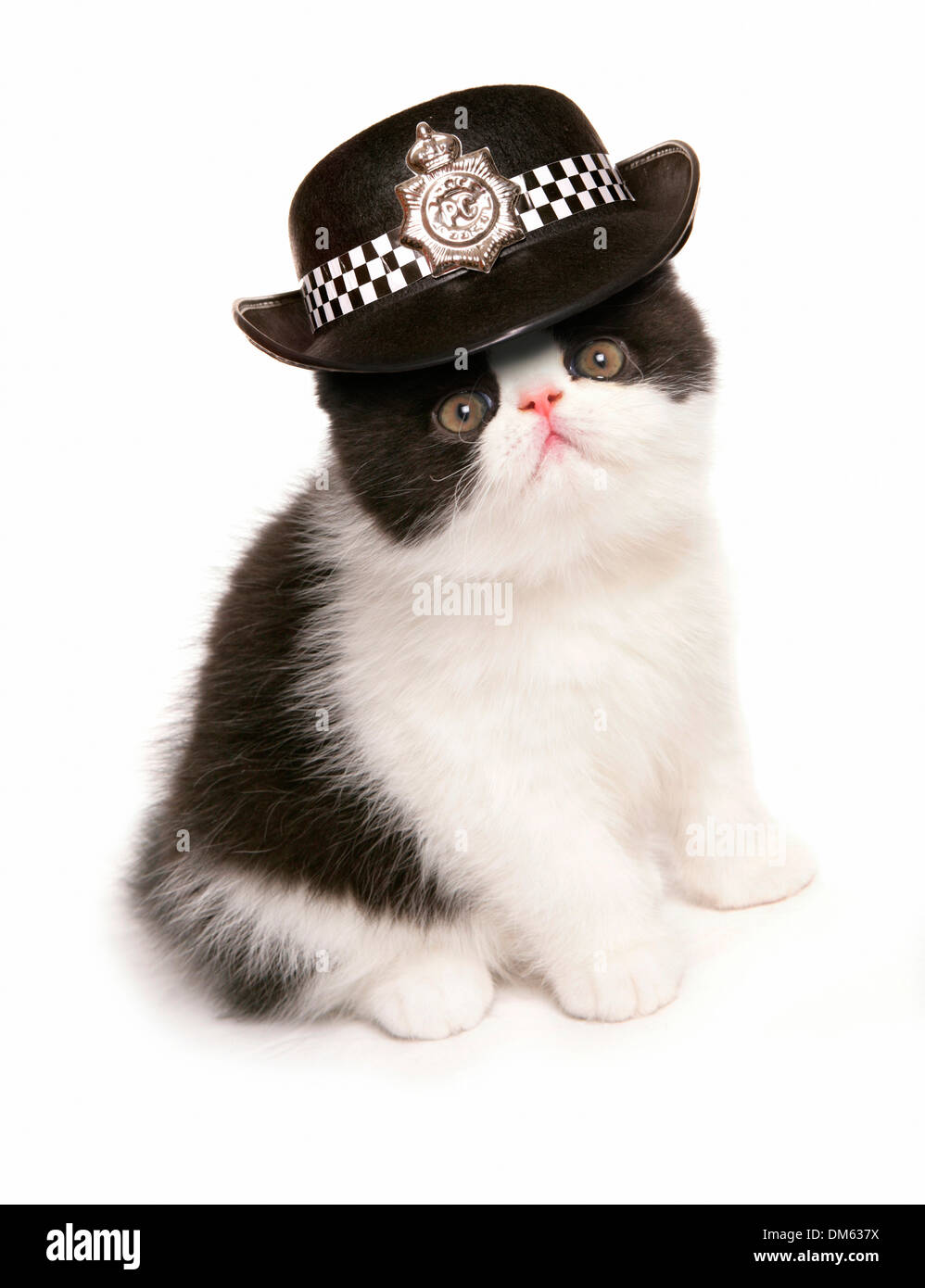 Hauskatze. Schwarz / weiß exotisch Kurzhaar Kätzchen britische Womens Polizei Hut trägt. Studio Bild gegen eine weiße staatlich Stockfoto