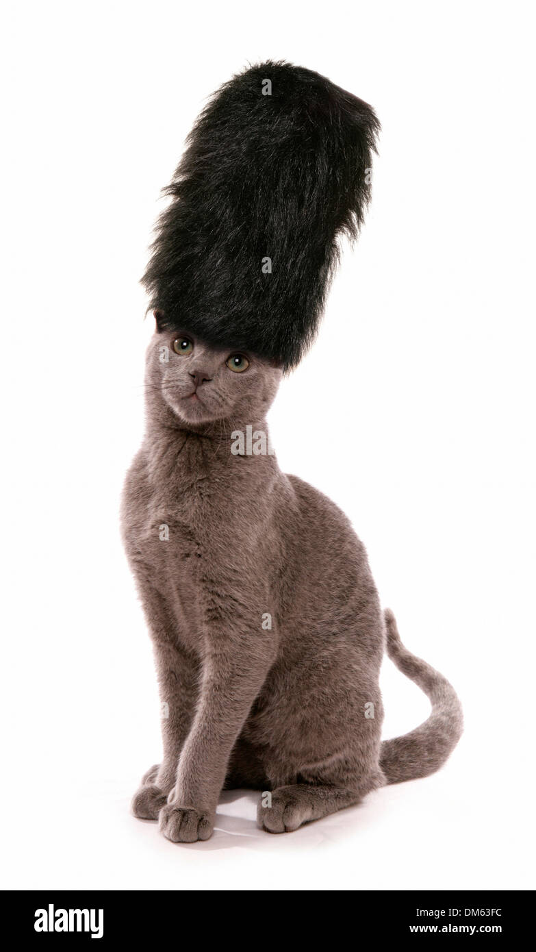 Russisch Blau. Kätzchen London Guards Bärenfell Hut. Studio Bild vor einem weißen Hintergrund Stockfoto