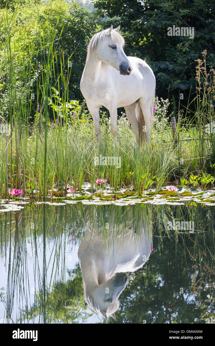 Aegidienberger Gray Stute gespiegelten Teich Seerosen blühen Stockfoto