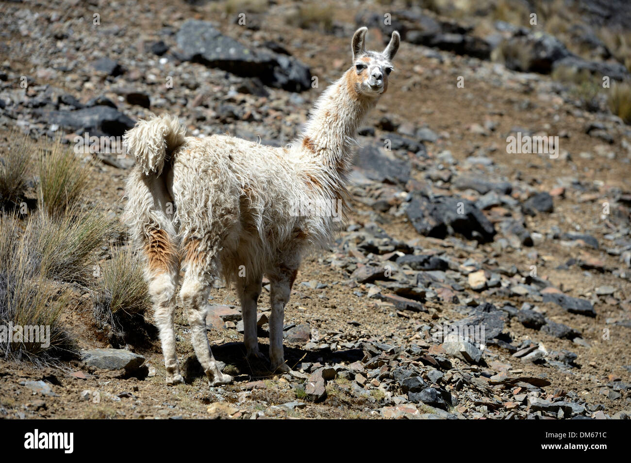 Lama (Lama Glama) stehen im Hochland der Anden, Altiplano, Abteilung von La Paz, Bolivien Stockfoto