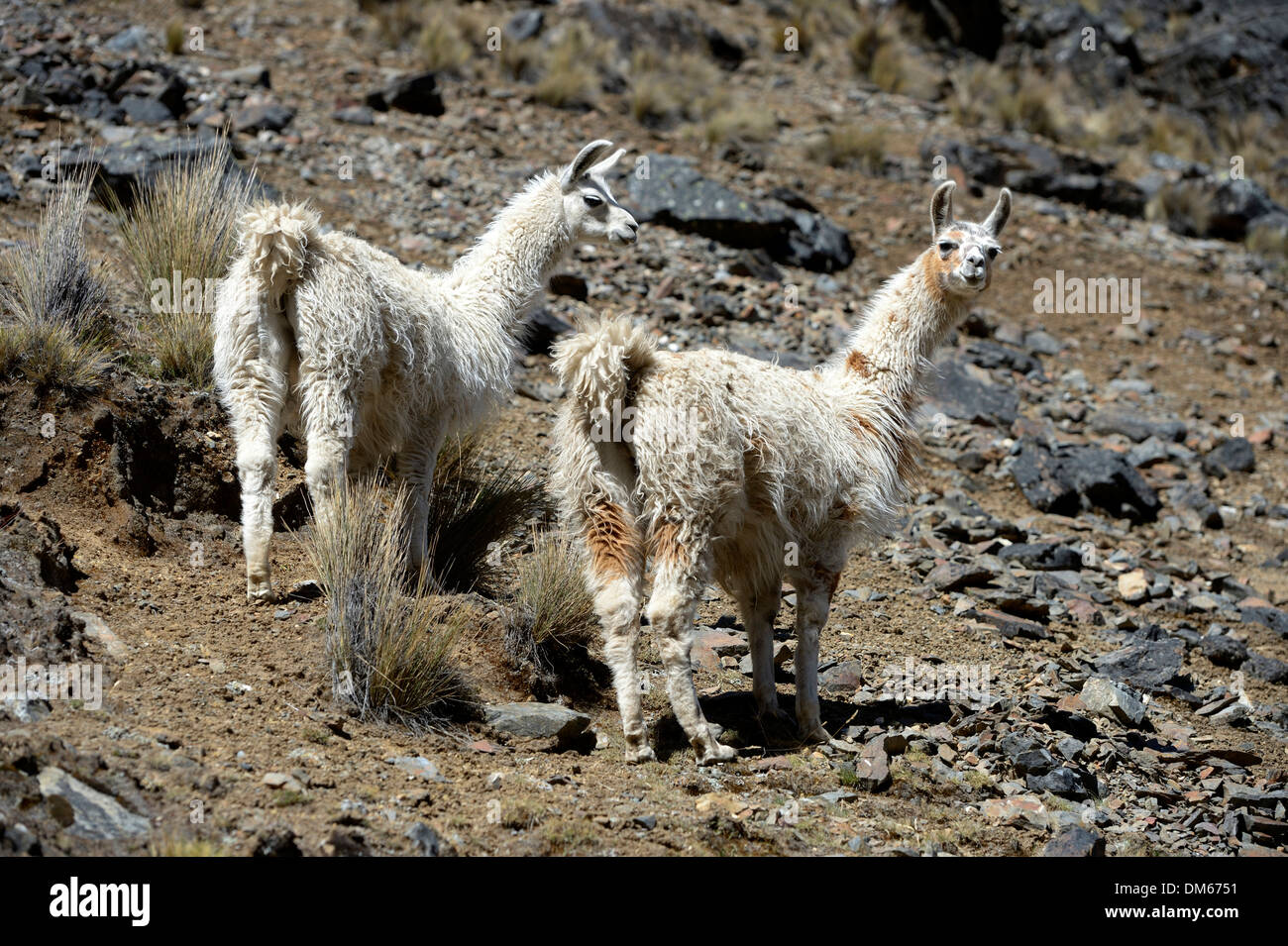 Zwei Lamas (Lama Glama) stehen im Hochland der Anden, Altiplano, Abteilung von La Paz, Bolivien Stockfoto