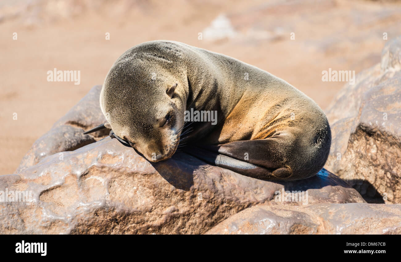 Young Brown Seebär oder Cape Seebär (Arctocephalus percivali) schlafen auf einem Felsen, Dorob Nationalpark Cape Cross, Namibia Stockfoto