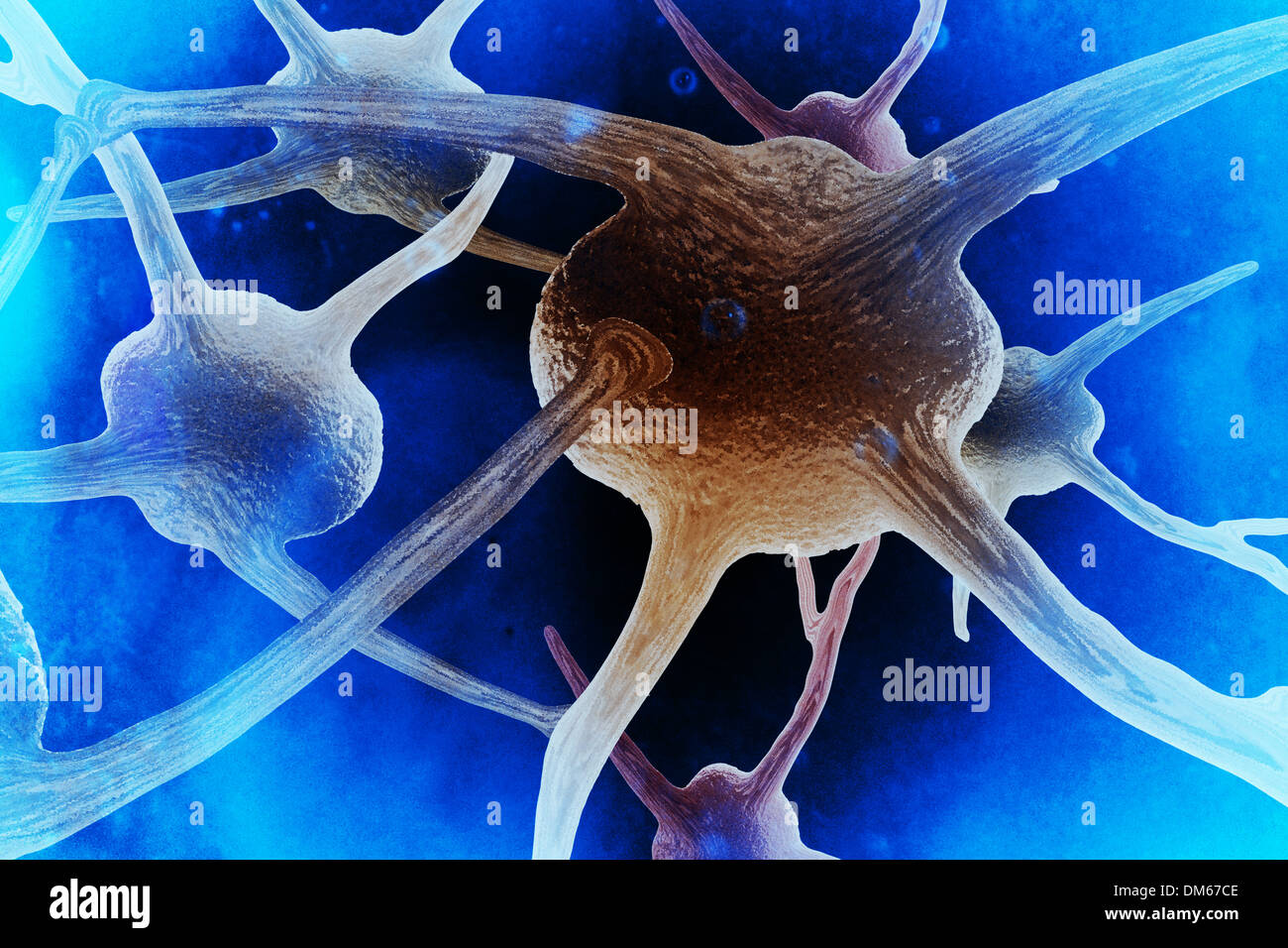 Zelle, Zellen, Neurone, Synapse, Neurone Zellen, Kunst, Gesundheit, Gesundheitswesen, Wissenschaft, Forschung Stockfoto