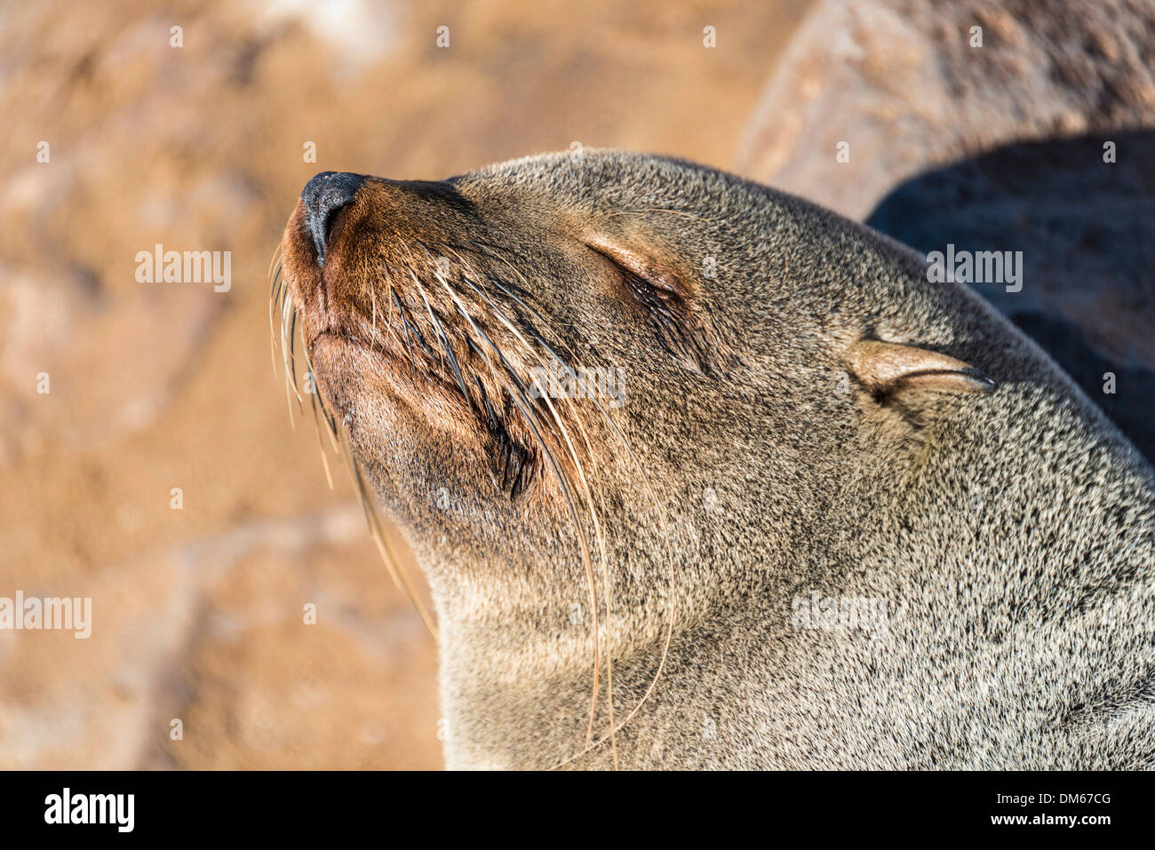 Braun Seebär oder Kap-Pelz-Dichtung (Arctocephalus percivali), schlafen Dorob National Park, Cape Cross, Namibia Stockfoto