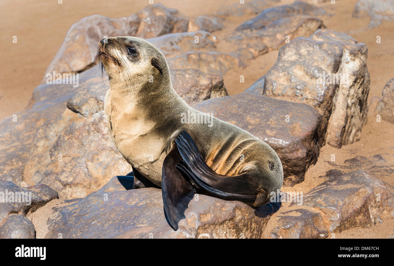 Young Brown Seebär oder Cape Seebär (Arctocephalus percivali) auf einem Felsen, Dorob Nationalpark Cape Cross, Namibia Stockfoto
