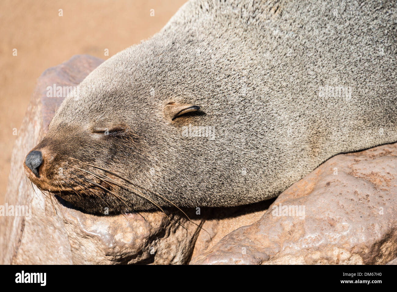 Braun Seebär oder Kap-Pelz-Dichtung (Arctocephalus percivali), schlafen Dorob National Park, Cape Cross, Namibia Stockfoto