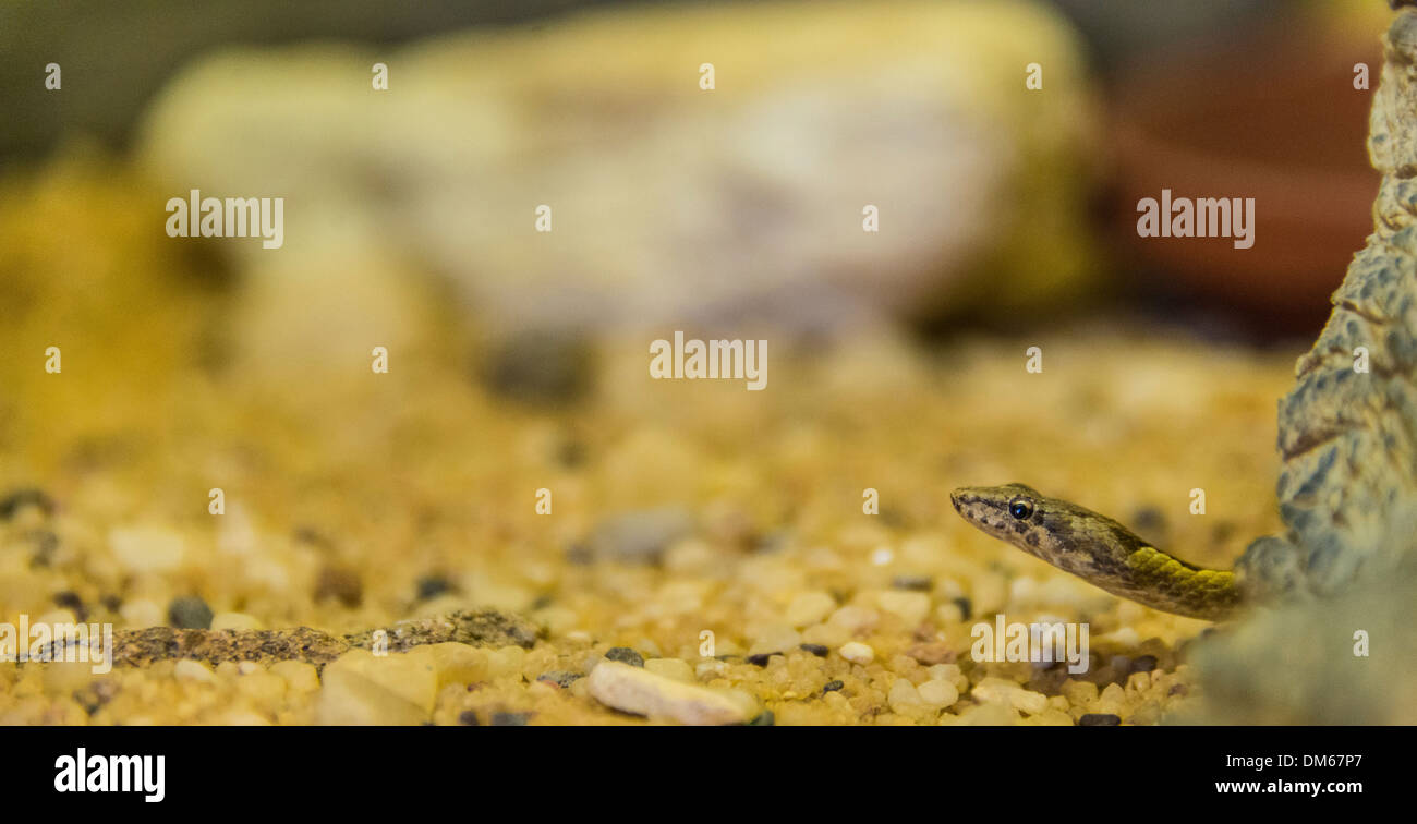 Namib sandschlange psammophis namibensis Fotos und Bildmaterial in hoher Auflösung Alamy