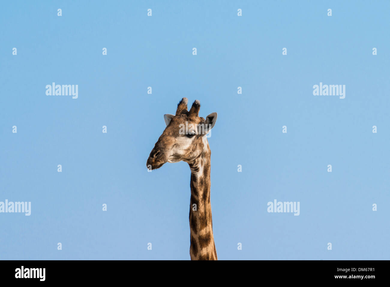 Giraffe (Giraffa Camelopardalis), Etosha National Park, Namibia Stockfoto