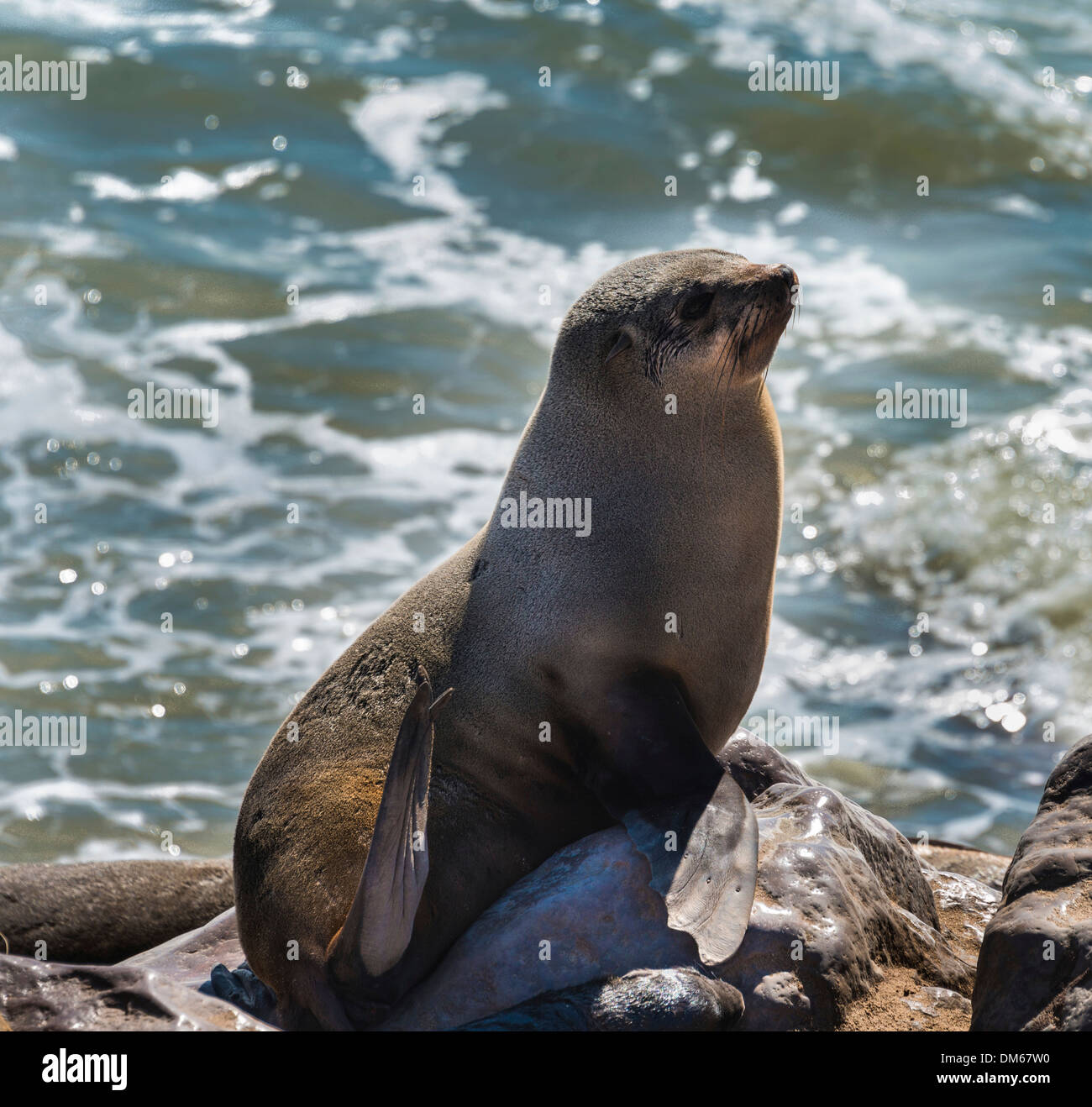 Braun Seebär oder Kap-Pelz-Dichtung (Arctocephalus percivali), Dorob National Park, Cape Cross, Namibia Stockfoto