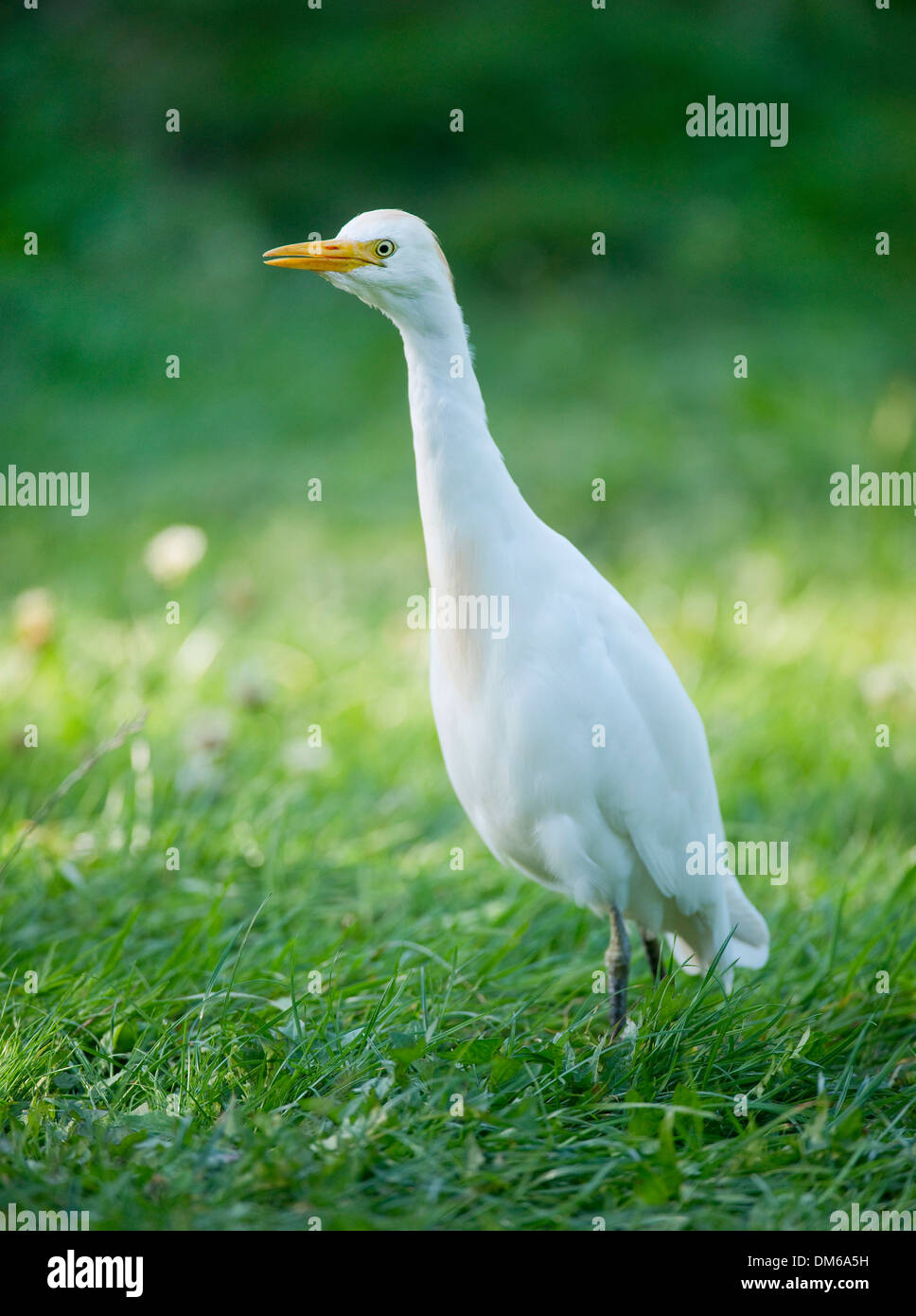 Kuhreiher (Bubulcus Ibis) steht auf einer Wiese, Gefangenschaft, ursprünglich aus Nord und Süd Amerika, Mecklenburg-Vorpommern, Deutschland Stockfoto