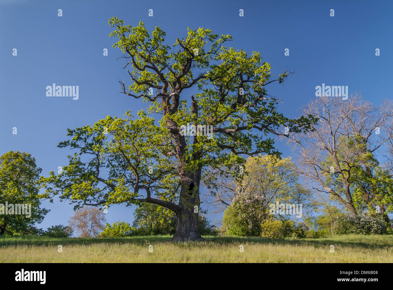 Alten Pedunculate Eiche (Quercus Robur) in den Landschaftspark von Schloss Ettersburg Burg, Weimar, Thüringen, Deutschland Stockfoto