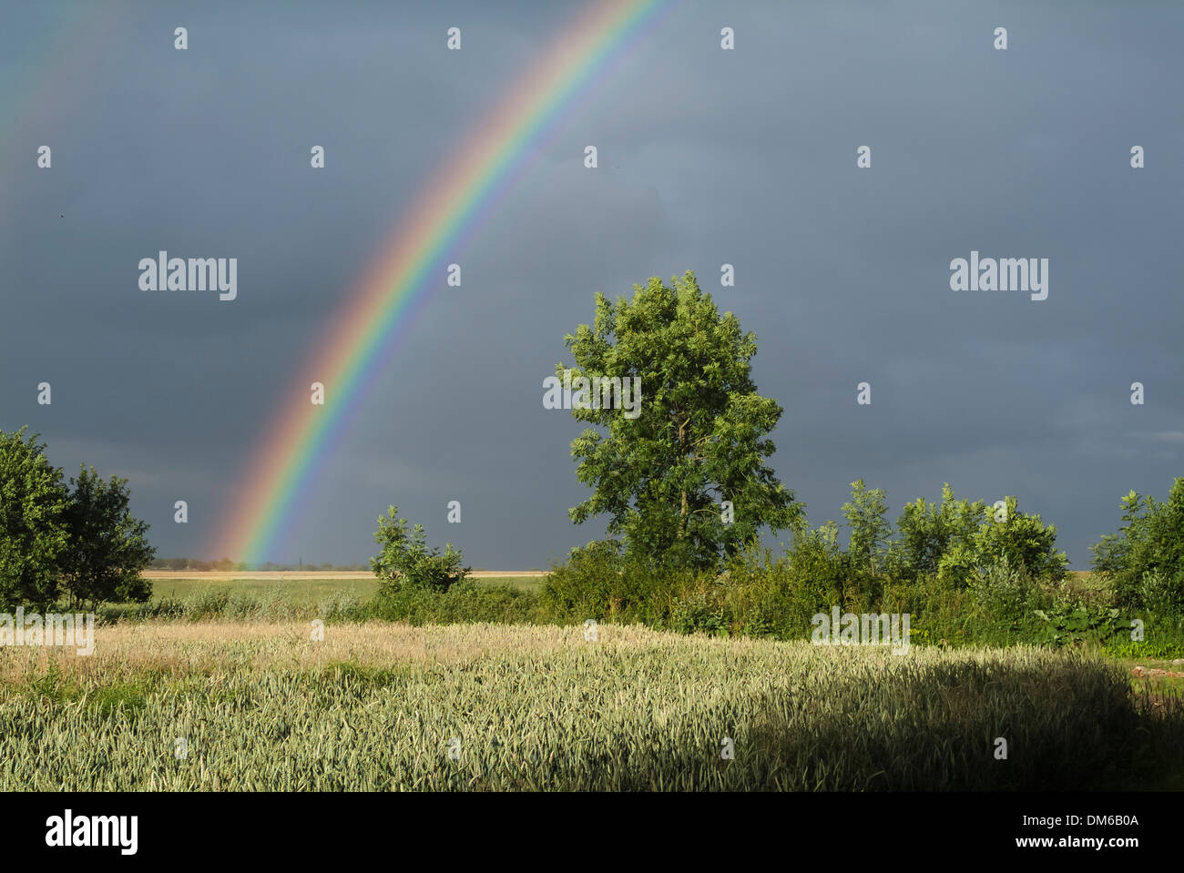 Regenbogen über Maisfelder, Gewitterhimmel, Weimar Bereich, Daasdorf, Nohra, Thüringen, Deutschland Stockfoto