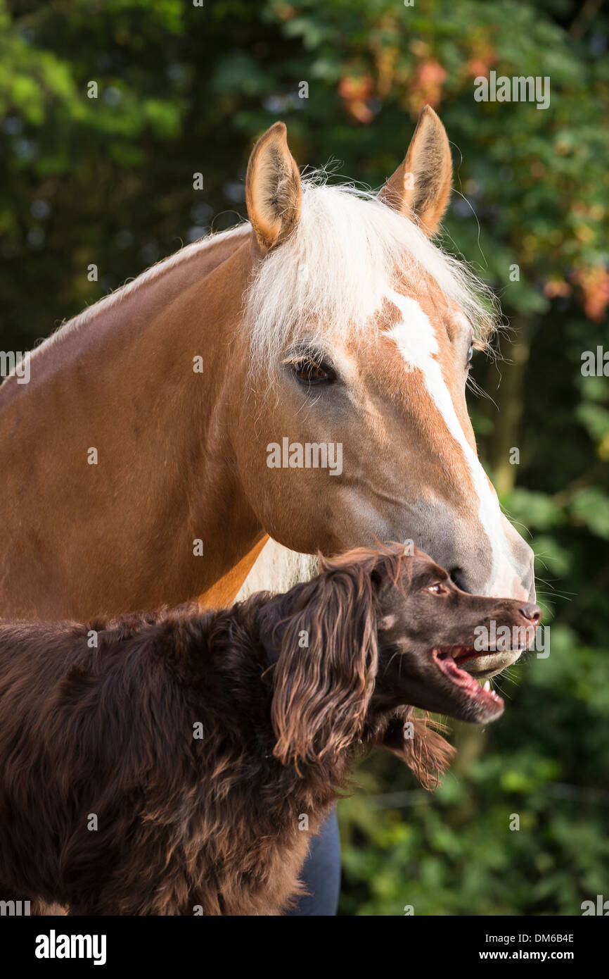 Haflinger Pferd alte Stute deutscher langhaariger Vorstehhund Stockfoto