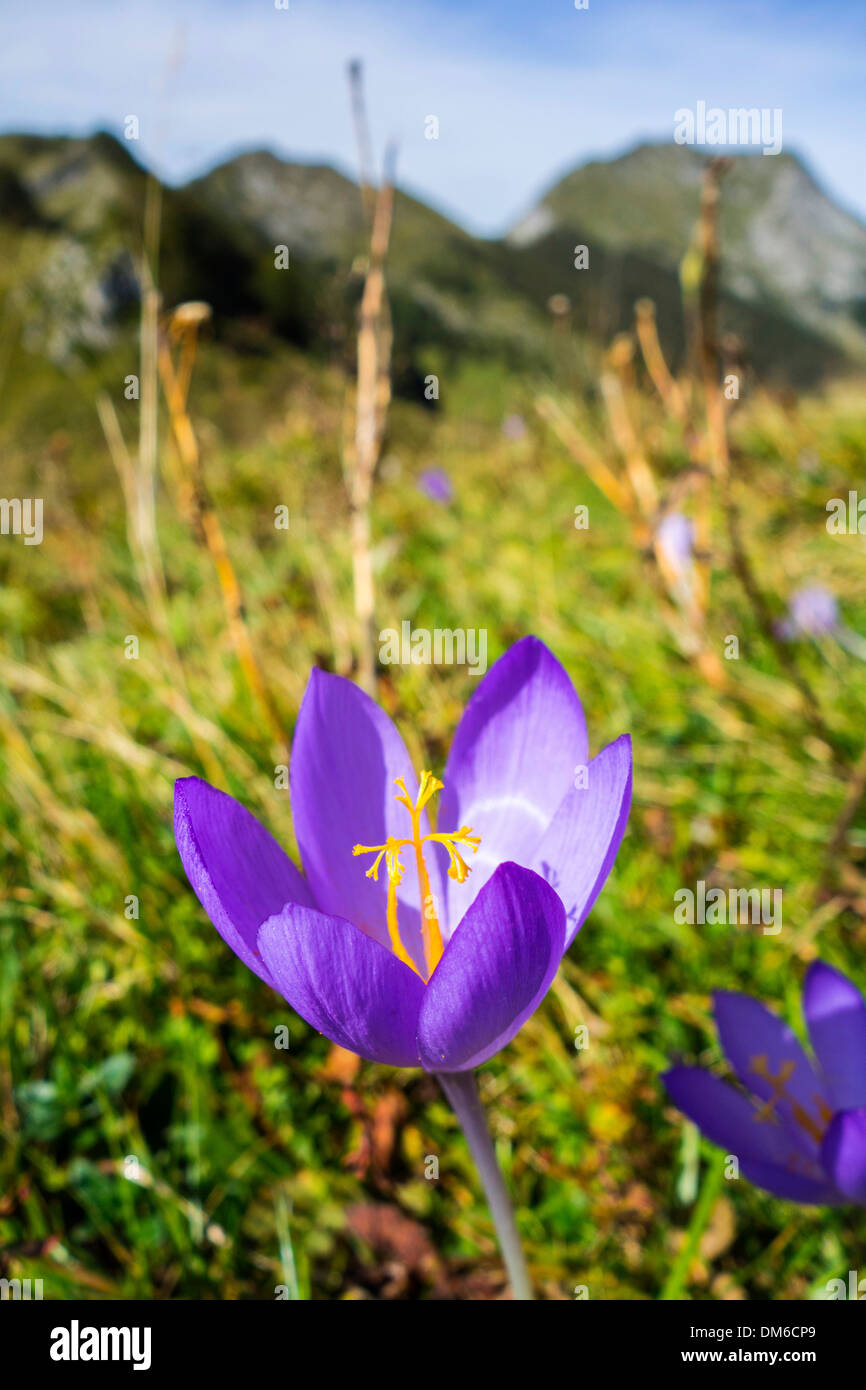 Violette Herbstzeitlose Blüte in Pyrenäen Stockfoto