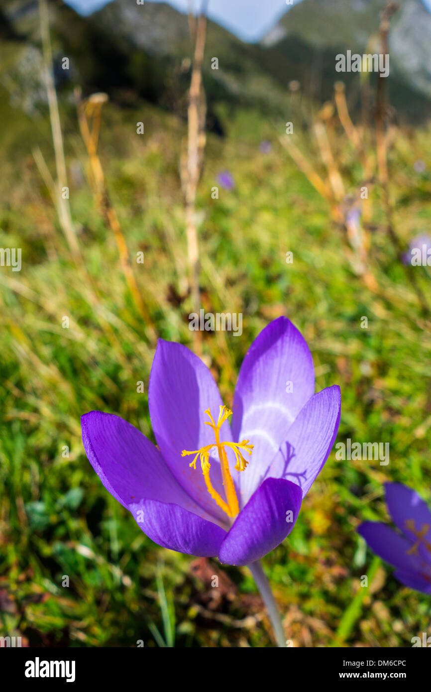 Violette Herbstzeitlose Blüte in Pyrenäen Stockfoto