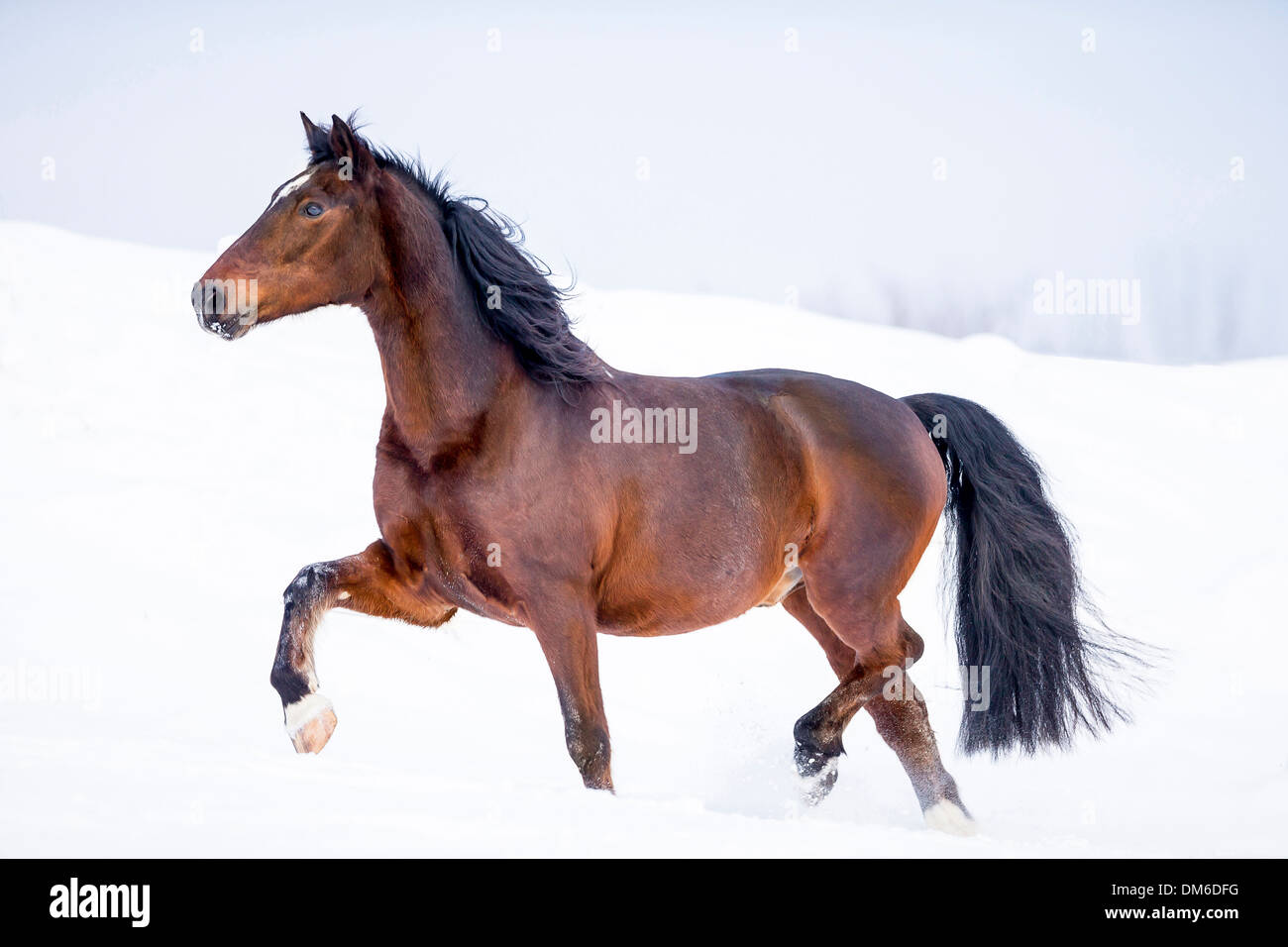 Lettische Reiten Pferd Bay Erwachsenen Trab Schnee Deutschland Stockfoto