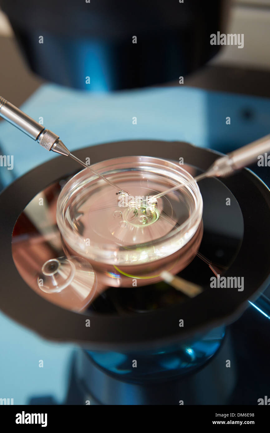 Labor-Befruchtung der Eizellen bei IVF-Behandlung Stockfoto